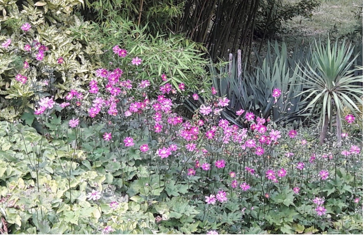 jardinlydia
