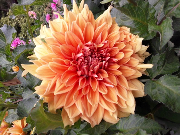 jardinlydia